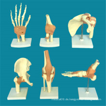 Menschliche Gelenke Anatomie Skeleton Medical Teaching Model (R020903)